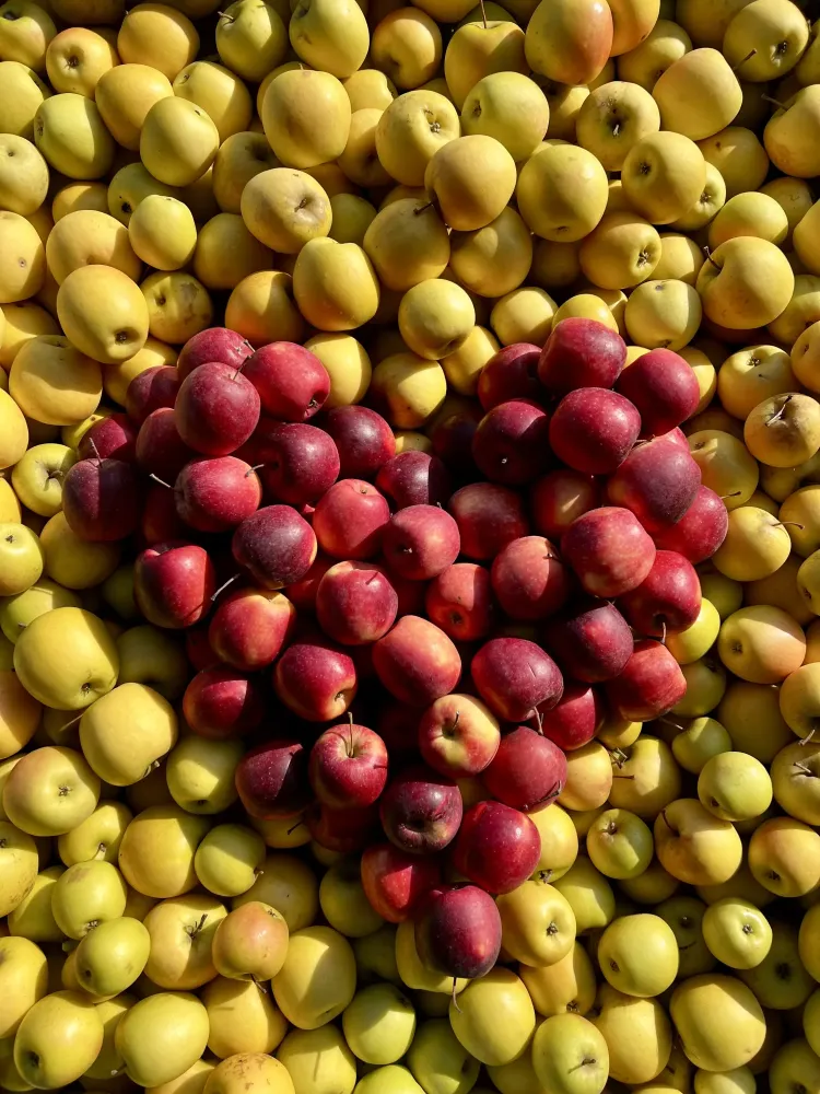 les-delices-fruits-11