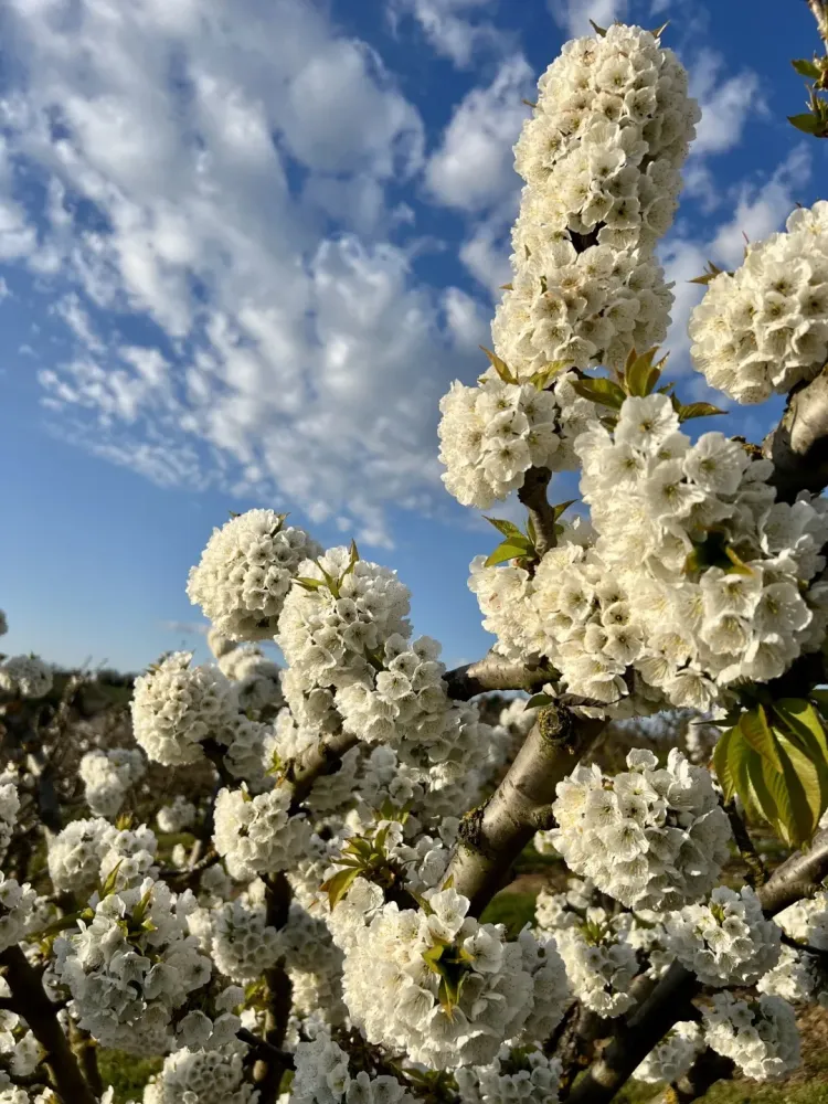Fruits bio près de Tain-l'Hermitage