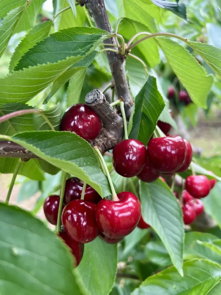 les-delices-fruits-5