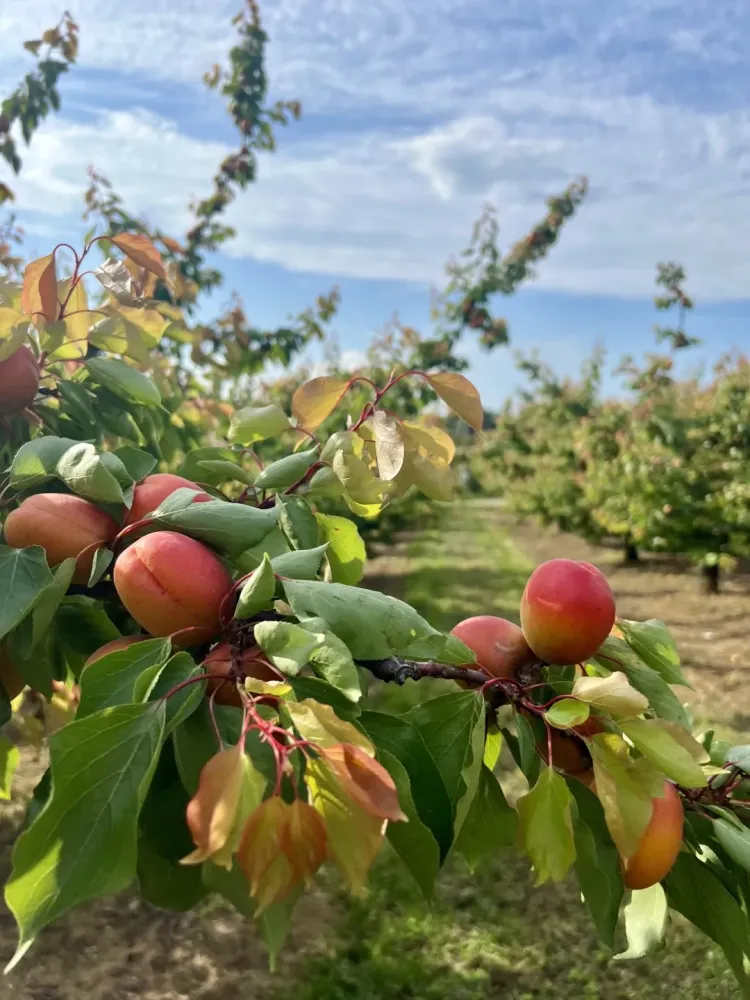 Maraîchers près de Tain-l'Hermitage