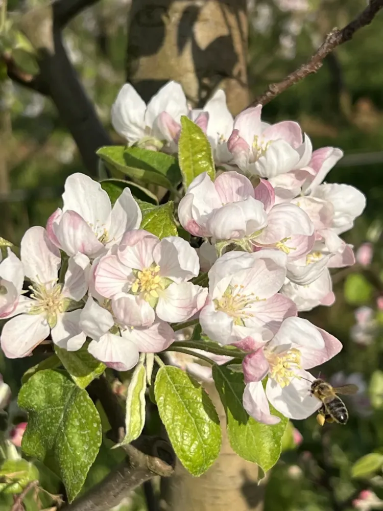 les-delices-fruits-15