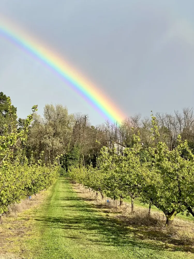 les-delices-fruits-4